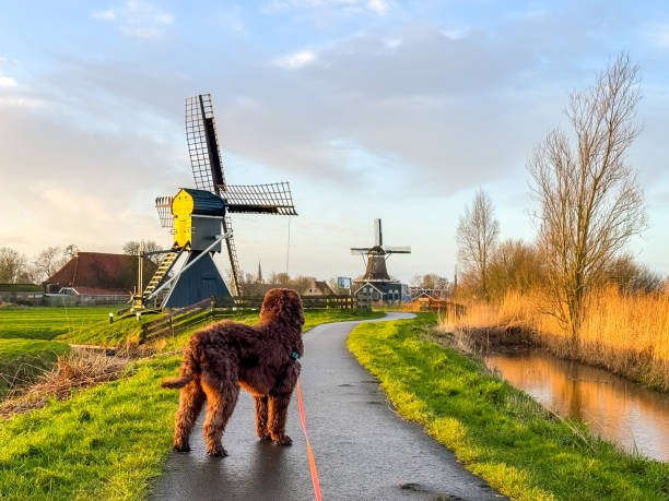 istock Brown labradoodle on footpath near IJlst with historic wind mills 2196160729