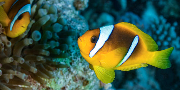 istock Red Sea Clownfish, Red Sea 2196164645