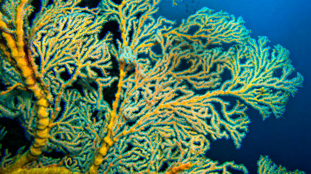 istock Sea Fan, Sulawesi 2196164651