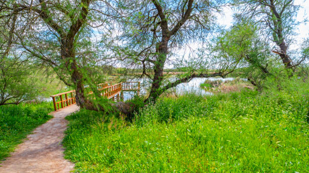 Tamarisk, Tamarix gallica, Tablas de Daimiel National Park, Daimiel, Ciudad Real, Castilla La Mancha, Spain, Europe