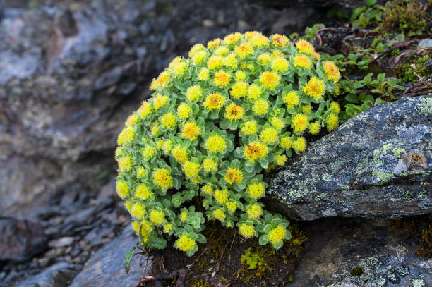 istock Rhodiola rosea blooming on Mt. Kitadake 2196166582