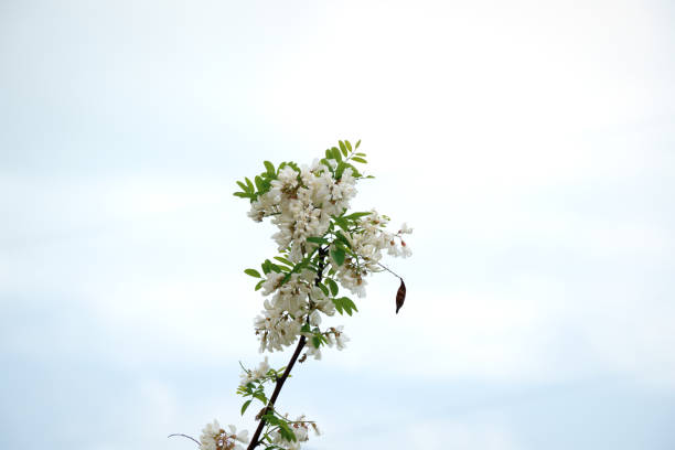 Golden Wattle, Acacia Longifolia or Long-Leaved Wattle in Bloom, background with copy space, full frame horizontal composition