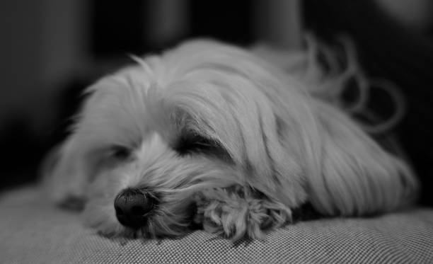 istock Black and white close-up of a sleeping fluffy dog. 2196173014