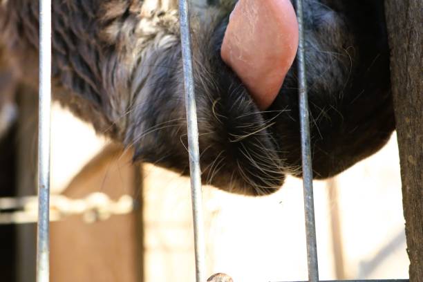 istock A CloseUp Image Featuring an Animal Engaging and Interacting with a Cage or Barrier 2196173880