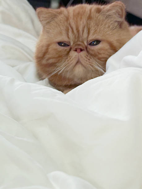 Ginger exotic shorthair cat resting on soft white bedding with a calm and sleepy expression. Close-up indoor setting with cozy and relaxed atmosphere.