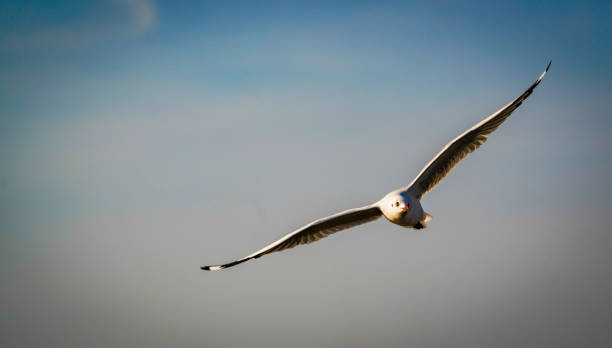 istock the seagull in the nature with dramatic tone 2196175702
