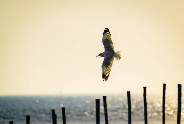 the seagull in the nature with dramatic tone