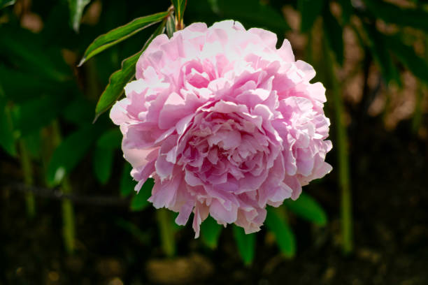 istock Magnificent buds of unusual soft pink peonies close-up. 2196178169
