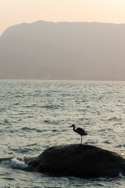 Egret or heron in a rock at a beach.