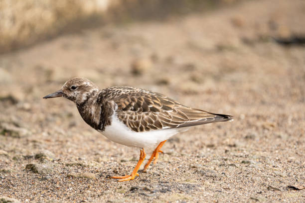 istock Ruddy turnstone 2196179141