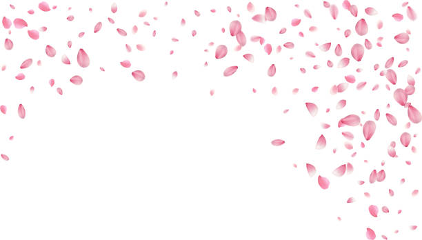 istock spring banner template cherry blossom Or sakura flying petals vector illustration romantic background with realistic pink cherry flower petals flow or falling motion 2196179278