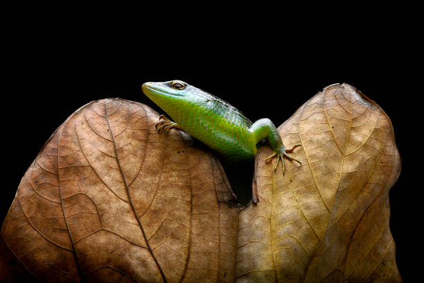 istock Green skink lizard on a dead leaf 2196179665