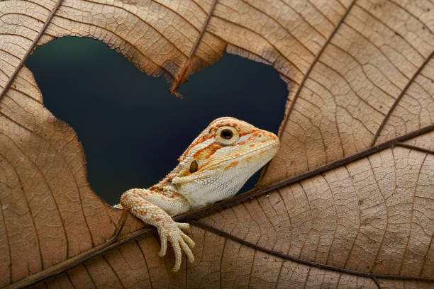 istock Baby bearded dragon lizard playing on a leaf 2196179798