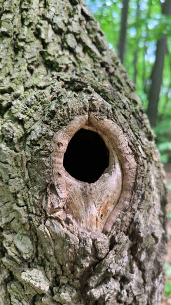 istock hole in the tree in the forest close up 2196180061