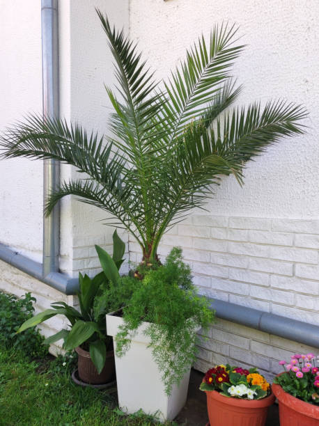 istock majesty palm growing in the pot 2196180063