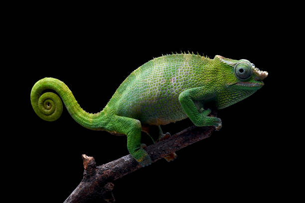 istock Female fischer chameleon on a black background 2196180239