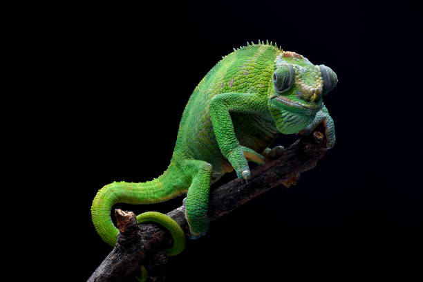 istock Female fischer chameleon on a black background 2196180493
