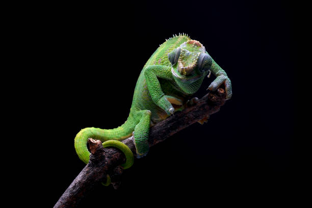 istock Female fischer chameleon on a black background 2196180497