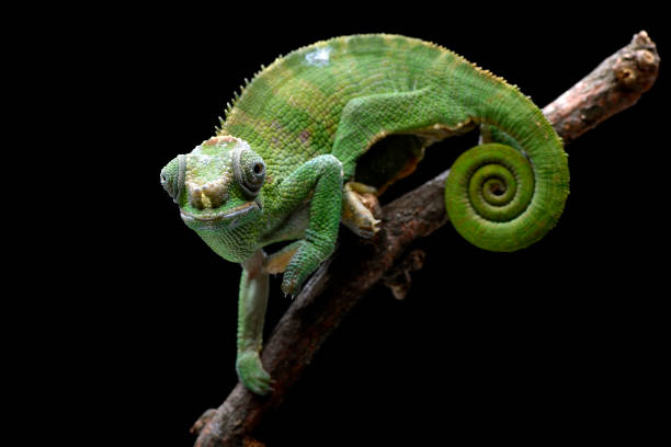 istock Female fischer chameleon on a black background 2196180506