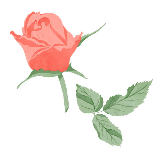 istock Set of elements: a scarlet rose flower with green leaves isolated on a white background 2196180751