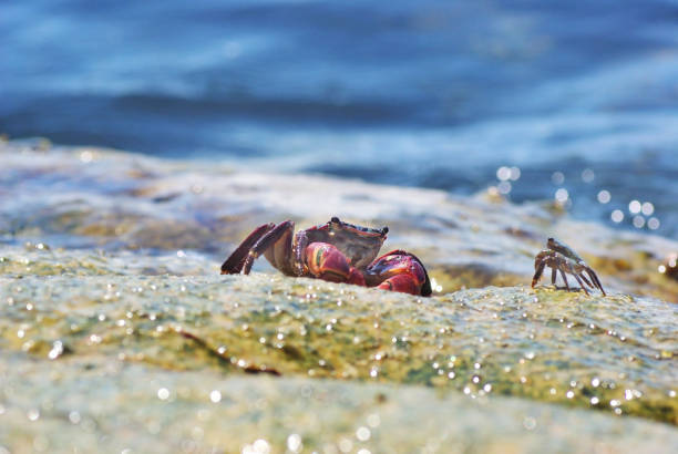 Battle of crabs.