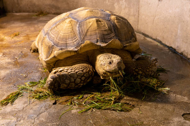 istock African spurred tortoiseCentrochelys sulcata 2196185225