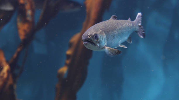 istock Coho SalmonSilver Salmon 2196185378