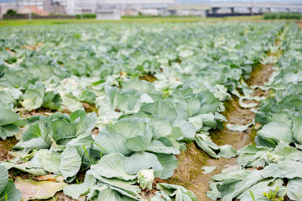Cabbage field in the middle of cultivation in midsummer