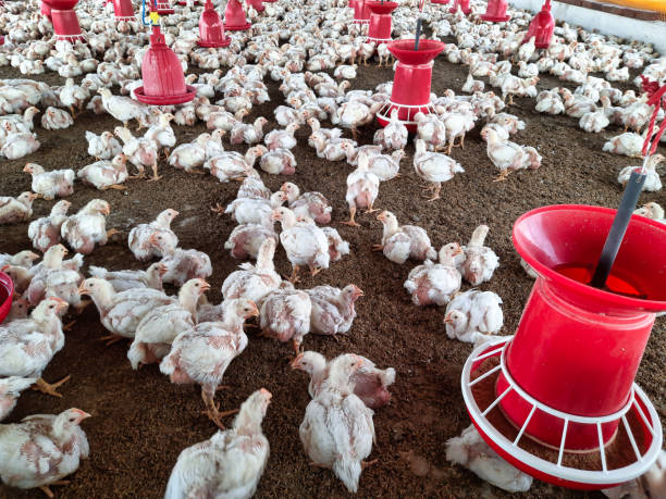 istock Many chickens gather in a spacious poultry farm, drinking from red feeders while light filters through the large structure 2196186464