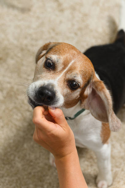 istock Dog receiving treat while sitting patiently 2196186640