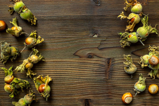 Fresh hazelnuts with leafy shells, top view. Hazelnut harvest season.