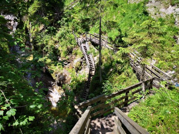 istock Scenic Wooden Boardwalk in Lush Forest 2196188625