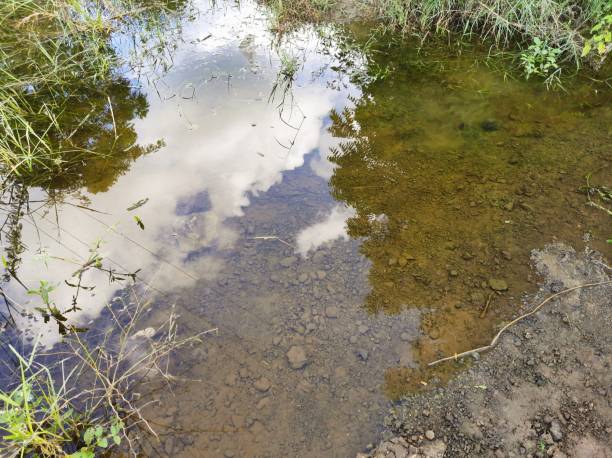 istock Water reflects the sky and trees in a tranquil shallow pond amidst greenery in a peaceful rural setting during daylight 2196188796