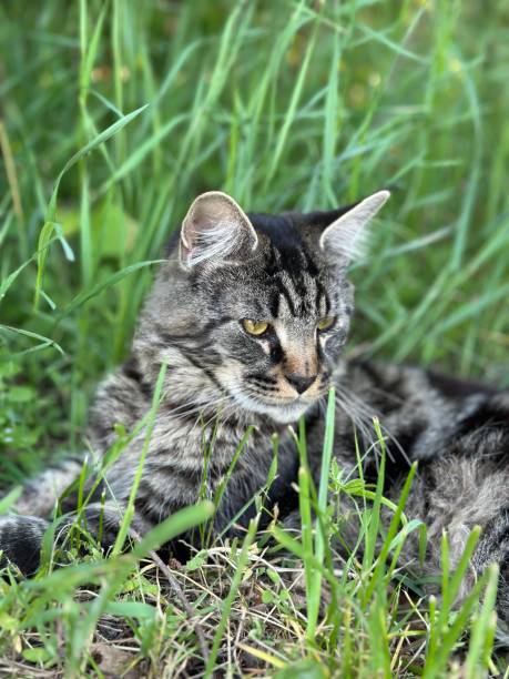 istock Cat is laying in the grass, looking at the camera 2196188987