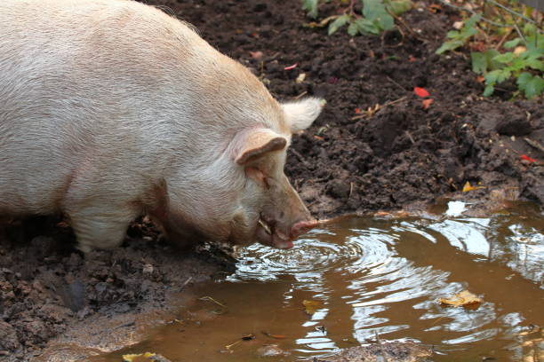 istock Large White Pig Roaming Through The Mud In Its Pasture 2196189157