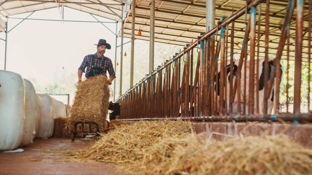 istock Male farmer working in the dairy farm. 2196190088