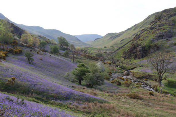 istock Bluebells in the Rannerdale valley, Lake District in spring 2196190269