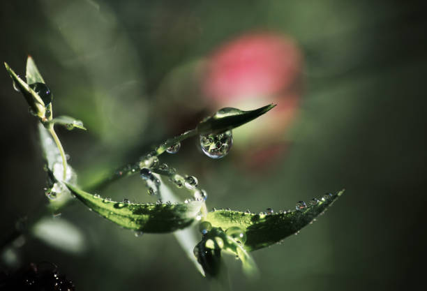 Dew covered green leaves against a blurred, bokeh background