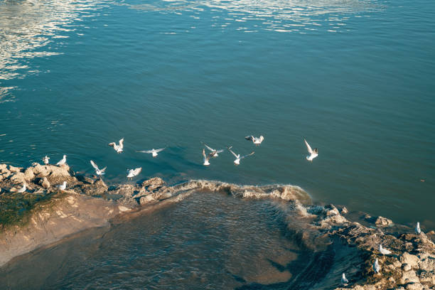 Flock of seagulls at sewage outfall on Danube river, selective focus