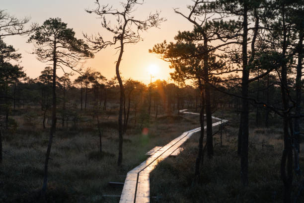 istock A long wooden boardwalk winds through a tranquil marsh at sunset, casting long shadows as the sun dips below the horizon. 2196195593
