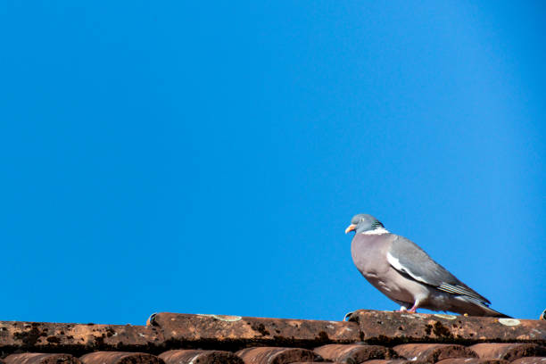 A single pigeion (solumbida) stands on a rooftop with clear blue sky in the background - copy-space