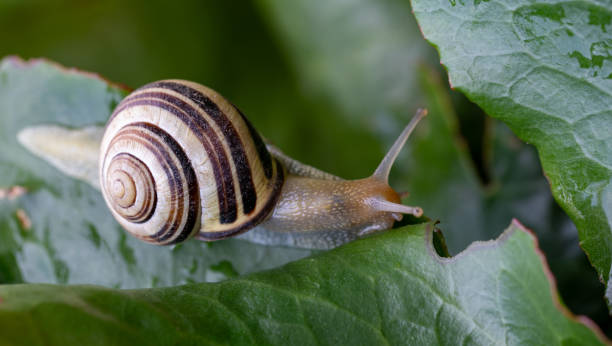 istock Close-up of a white-lipped snail (Cepaea hortensis) 2196196289