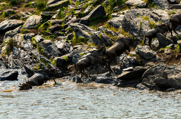 istock Exhausted Wildebeest Climbing After the Crossing 2196197093