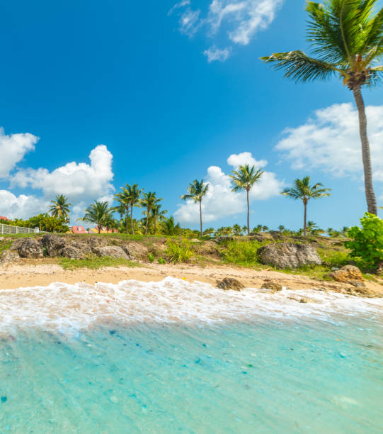 istock Turquoise water and palm trees in a tropical beach 2196199431