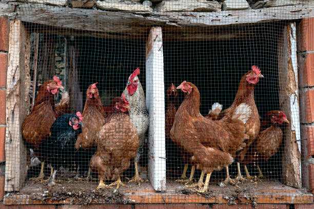 chickens in a chicken coop on a farm in the village