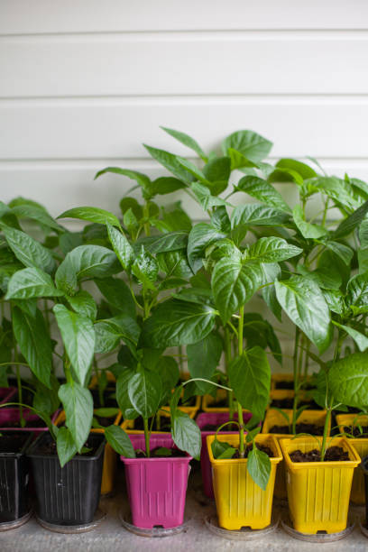 istock Young bell pepper seedlings in multicolored plastic pots, close up. 2196200333