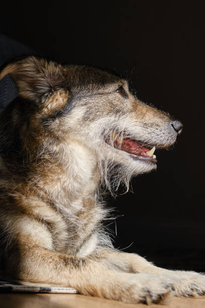 istock Mongrel dog basking in the sun at a home. 2196204563