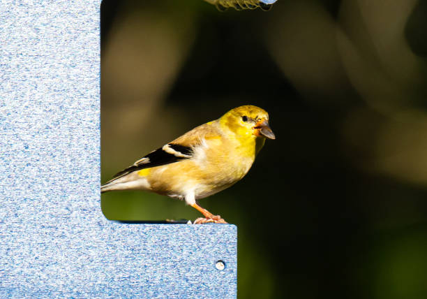 Songbird at feeder