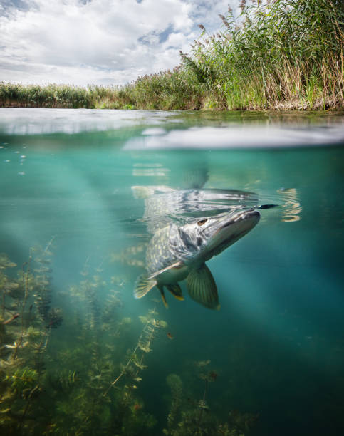 istock Fishing. Close-up shut of a fish hook under water 2196211040
