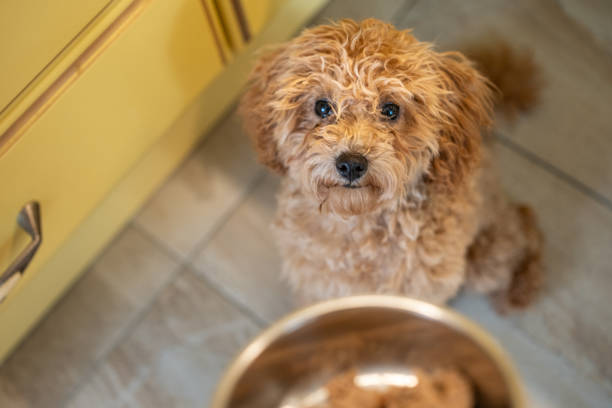 istock POV owner feeding a dog. 2196211746
